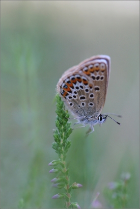 <p>MODRÁSEK ČERNOLEMÝ (Plebejus argus) Mladá Boleslav - Radouč --- /Silver-studded blue - Geißklee-Bläuling/</p>
